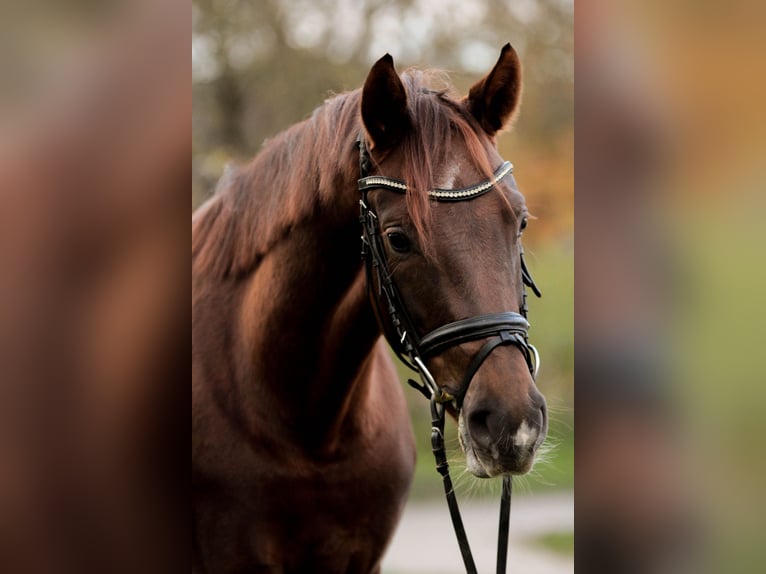 Hannover Giumenta 5 Anni 163 cm Sauro scuro in Großbeeren