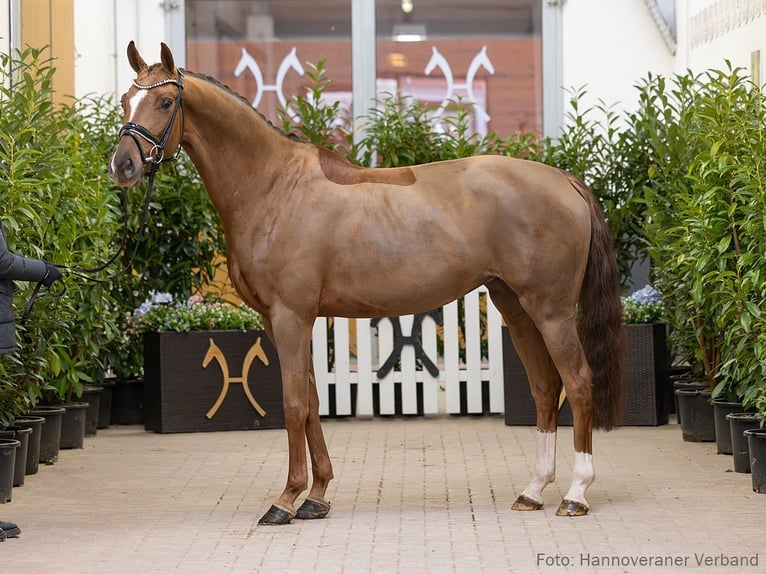 Hannover Giumenta 5 Anni 163 cm Sauro scuro in Verden