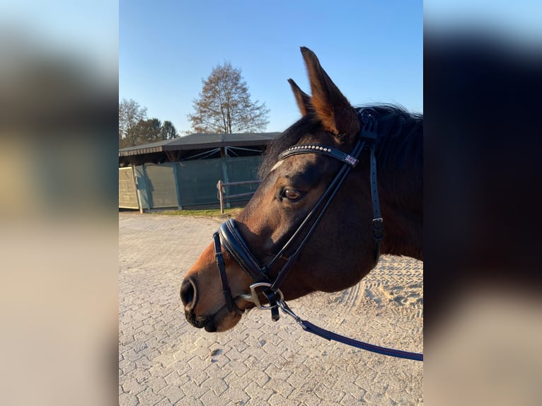 Hannover Giumenta 5 Anni 164 cm Baio in Bremen