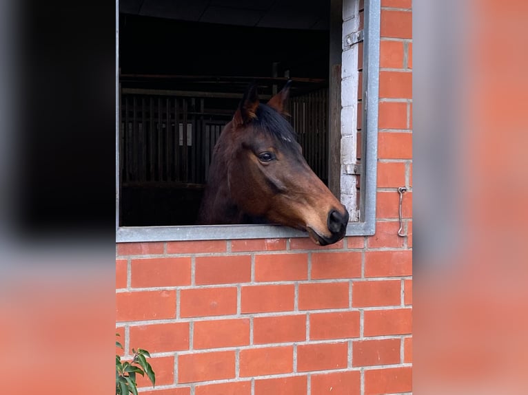 Hannover Giumenta 5 Anni 164 cm Baio in Bremen