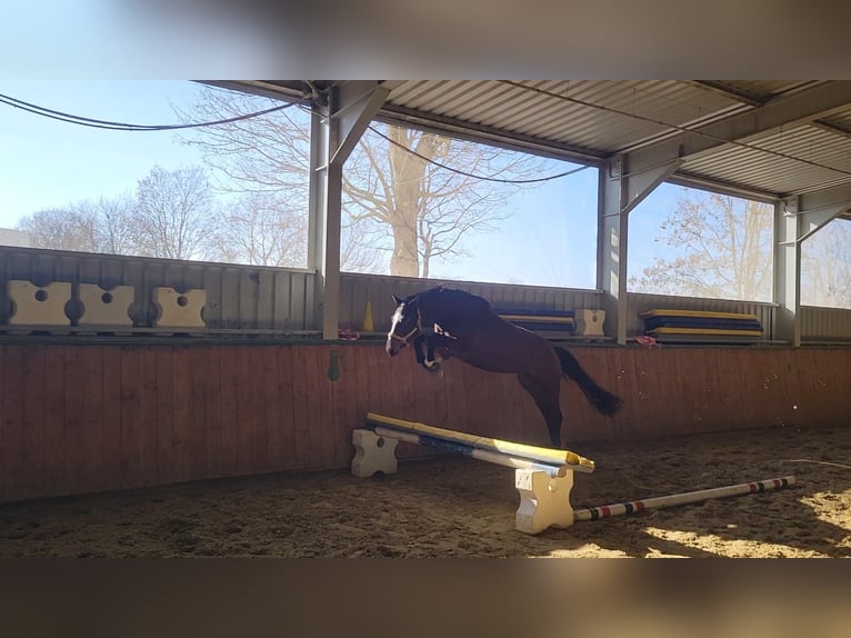 Hannover Giumenta 5 Anni 164 cm Baio in Brackenheim