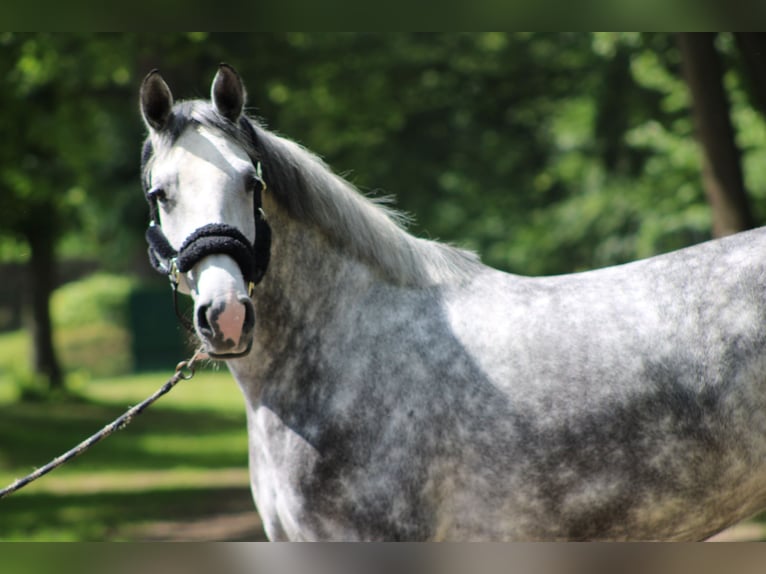 Hannover Giumenta 5 Anni 164 cm Grigio in Darmstadt