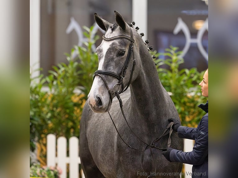 Hannover Giumenta 5 Anni 164 cm Grigio in Verden