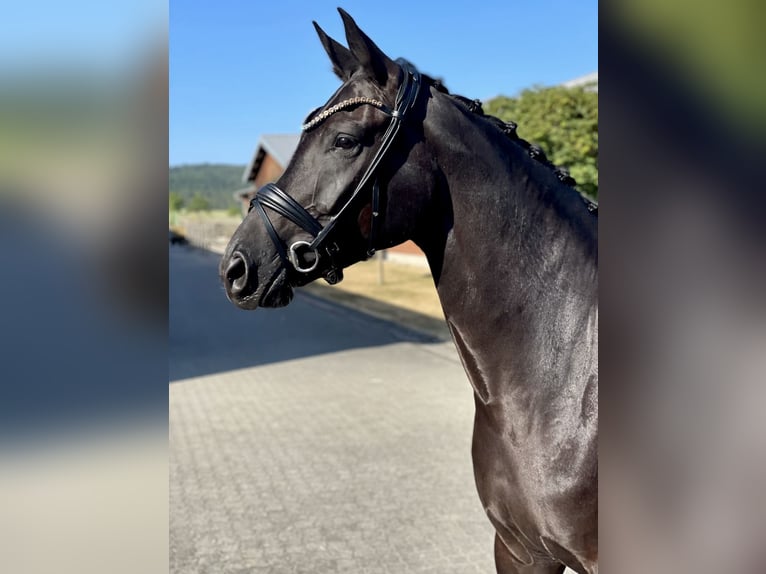 Hannover Giumenta 5 Anni 164 cm Morello in Beuren