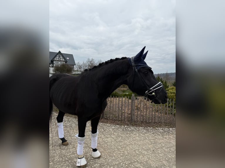 Hannover Giumenta 5 Anni 164 cm Morello in Haiger