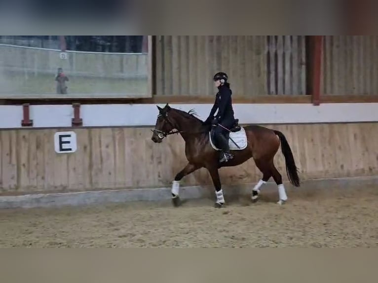 Hannover Giumenta 5 Anni 165 cm Baio in Böheimkirchen