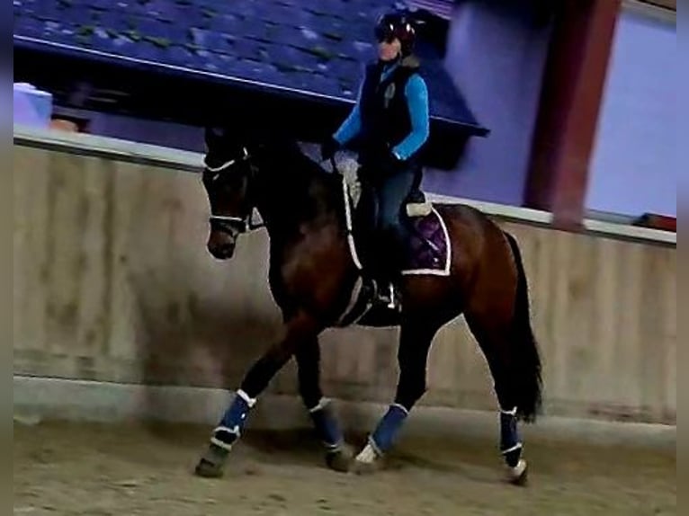 Hannover Giumenta 5 Anni 165 cm Baio in Böheimkirchen