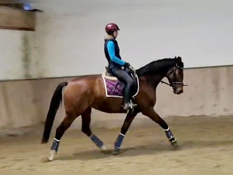 Hannover Giumenta 5 Anni 165 cm Baio in Böheimkirchen