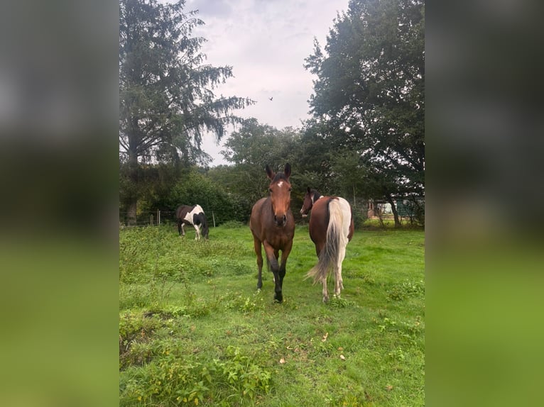 Hannover Giumenta 5 Anni 165 cm Baio in Hechthausen