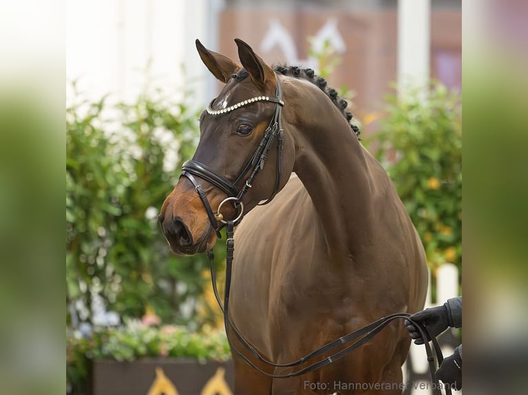 Hannover Giumenta 5 Anni 165 cm Baio in Verden