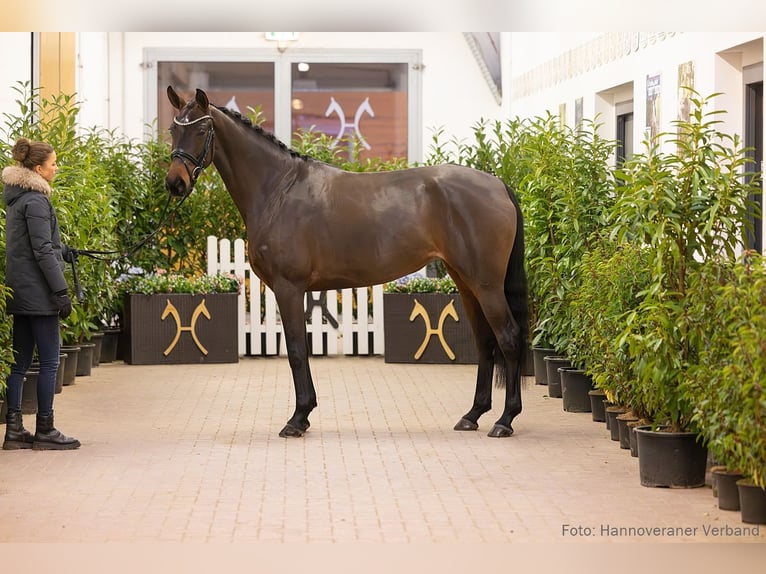 Hannover Giumenta 5 Anni 165 cm Baio in Verden