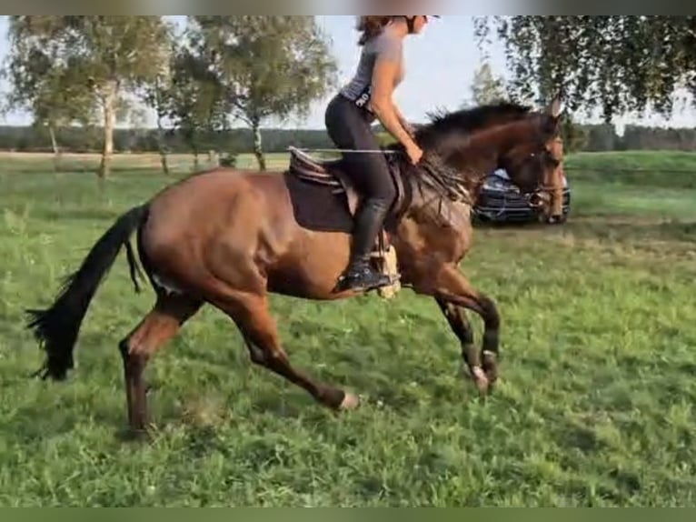 Hannover Giumenta 5 Anni 165 cm Baio in Magdeburg