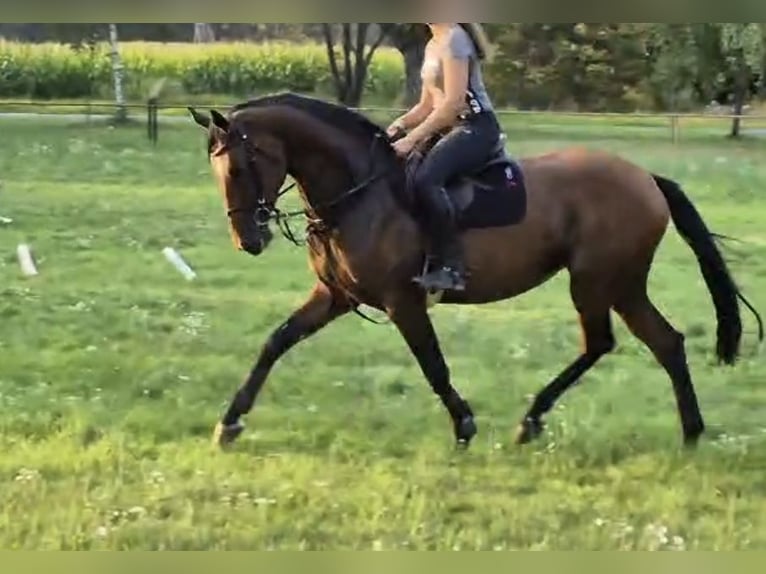 Hannover Giumenta 5 Anni 165 cm Baio in Magdeburg