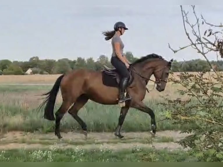 Hannover Giumenta 5 Anni 165 cm Baio in Magdeburg