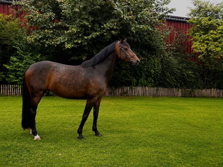 Hannover Giumenta 5 Anni 165 cm Baio in Wangerland Hohenkirchen