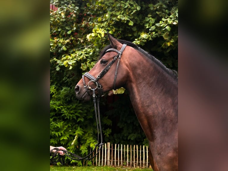 Hannover Giumenta 5 Anni 165 cm Baio in Wangerland Hohenkirchen