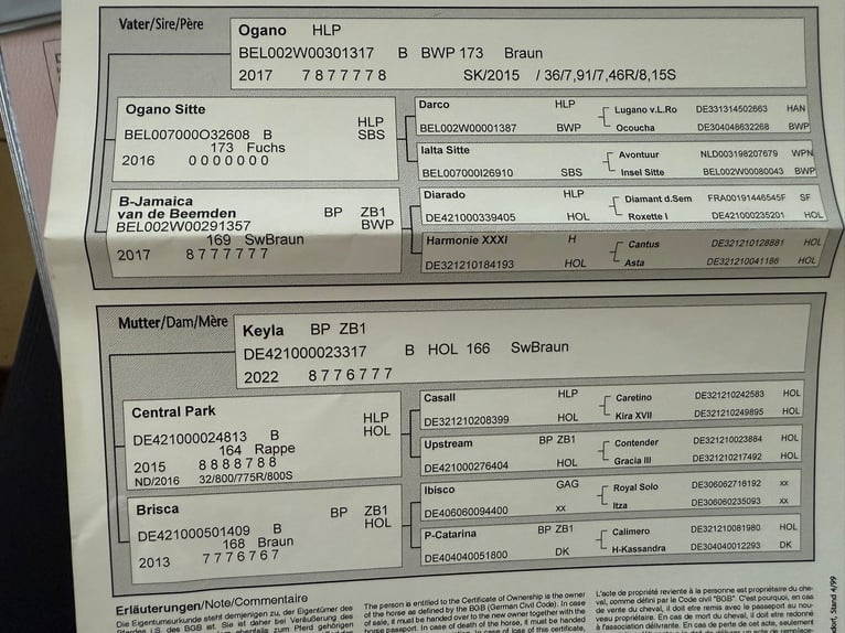 Hannover Giumenta 5 Anni 165 cm Baio in Mönchengladbach