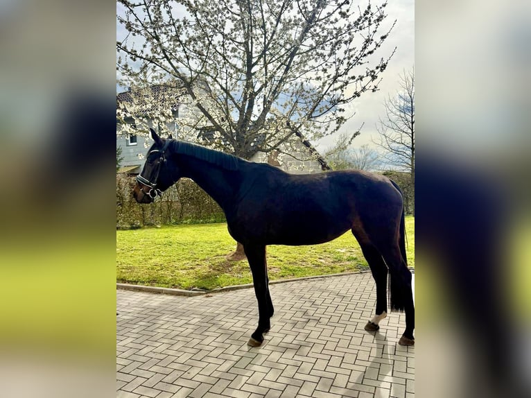 Hannover Giumenta 5 Anni 165 cm Baio nero in Dransfeld