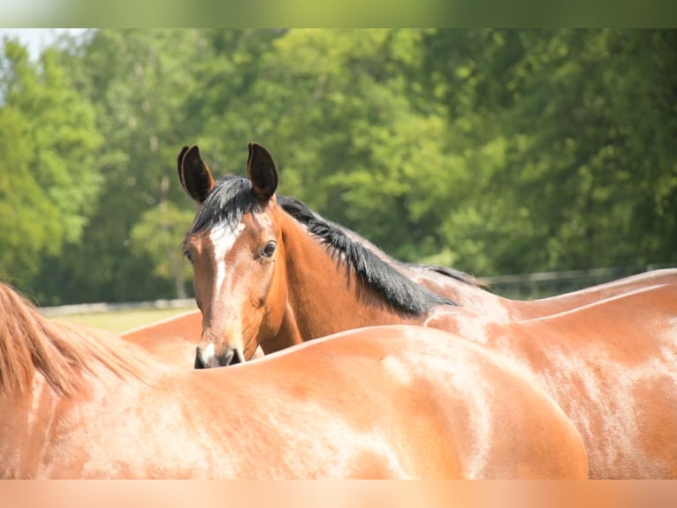 Hannover Giumenta 5 Anni 165 cm Baio scuro in Groß Ippener