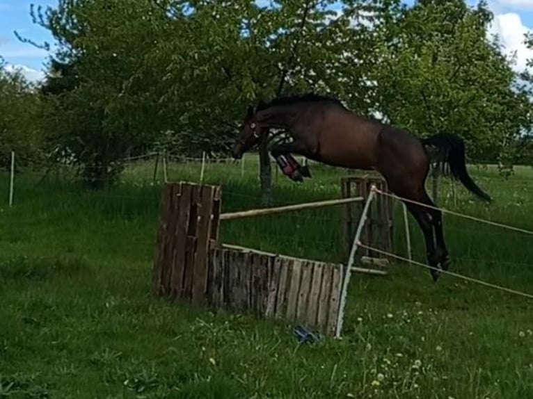 Hannover Mix Giumenta 5 Anni 165 cm Baio scuro in Neubrandenburg