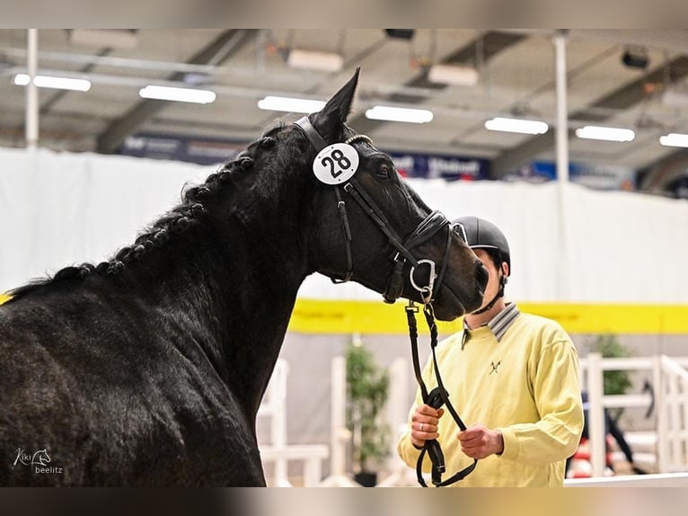 Hannover Giumenta 5 Anni 165 cm Grigio in Deinstedt