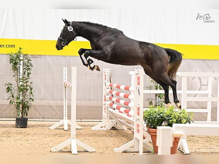 Hannover Giumenta 5 Anni 165 cm Grigio in Deinstedt