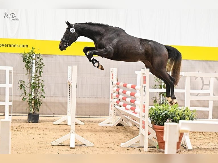 Hannover Giumenta 5 Anni 165 cm Grigio in Deinstedt