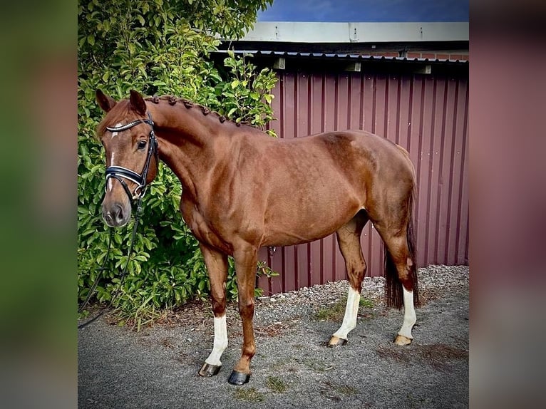 Hannover Giumenta 5 Anni 165 cm Sauro in Siedenburg