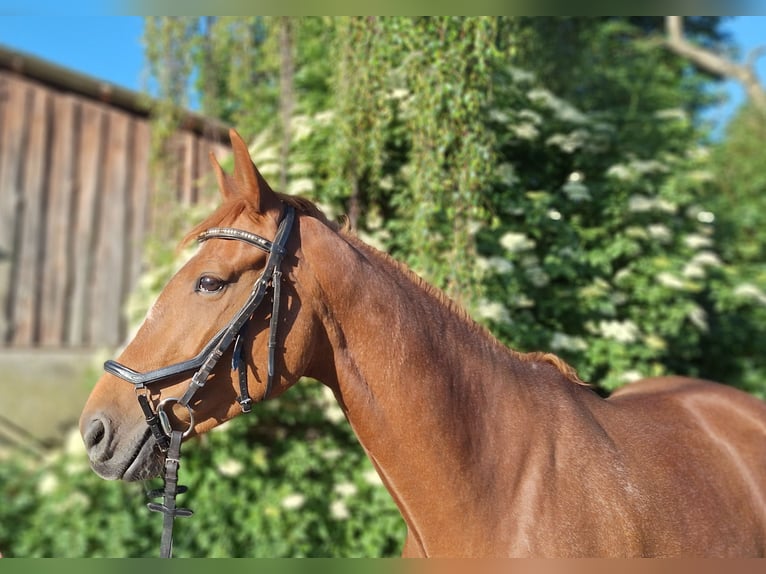 Hannover Giumenta 5 Anni 165 cm Sauro in Gorleben