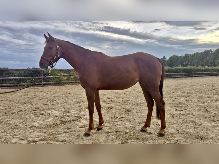 Hannover Giumenta 5 Anni 165 cm Sauro in Kaarst