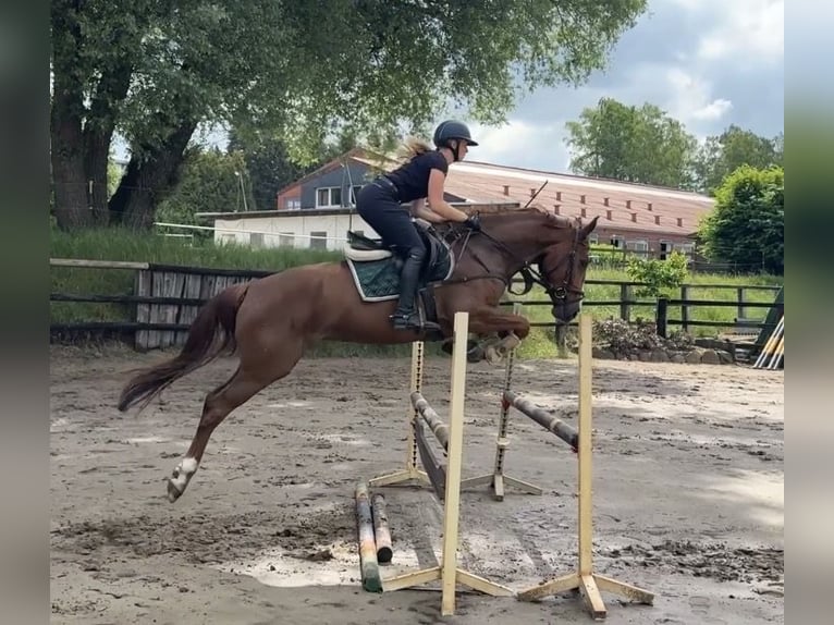 Hannover Giumenta 5 Anni 165 cm Sauro in Ritterhude
