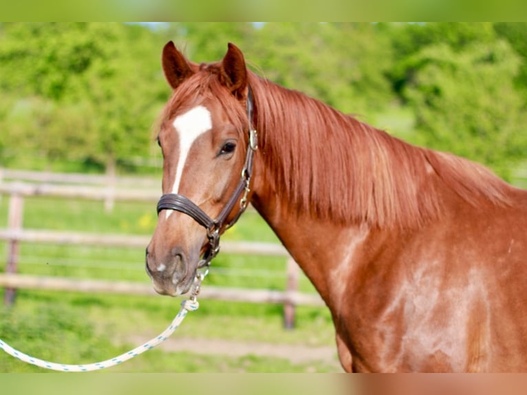 Hannover Giumenta 5 Anni 165 cm Sauro scuro in Sankt Sebastian