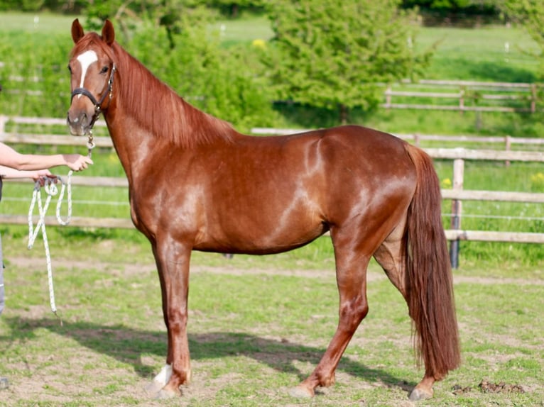 Hannover Giumenta 5 Anni 165 cm Sauro scuro in Sankt Sebastian