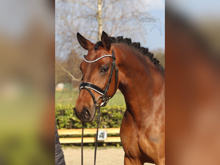 Hannover Giumenta 5 Anni 166 cm Baio in Reeßum