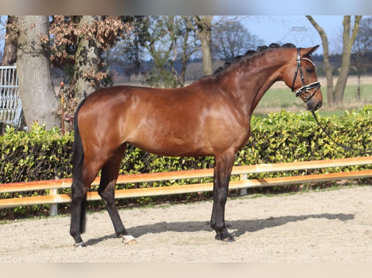 Hannover Giumenta 5 Anni 166 cm Baio in Reeßum