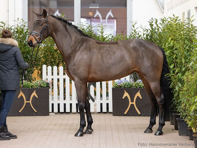 Hannover Giumenta 5 Anni 166 cm Baio in Verden