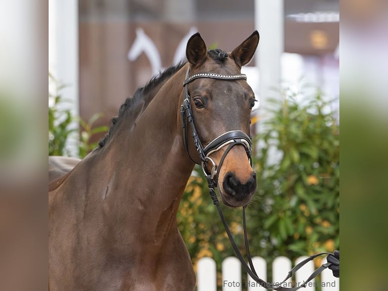 Hannover Giumenta 5 Anni 166 cm Baio in Verden