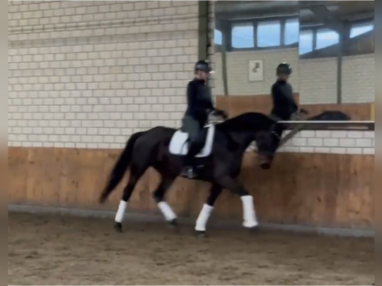 Hannover Giumenta 5 Anni 166 cm Baio in WürselenWürselen