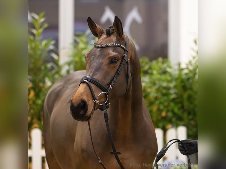 Hannover Giumenta 5 Anni 166 cm Baio in Verden