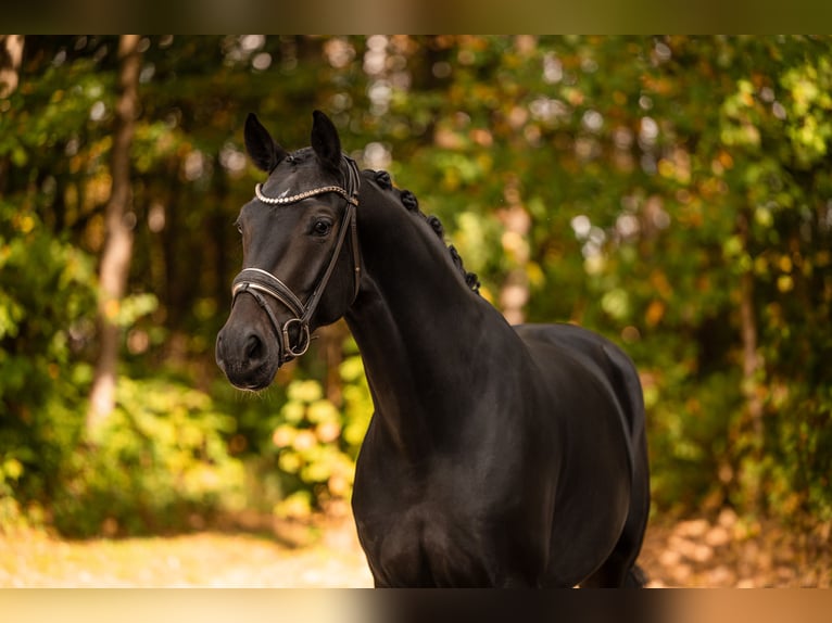 Hannover Giumenta 5 Anni 166 cm Baio nero in Wehringen