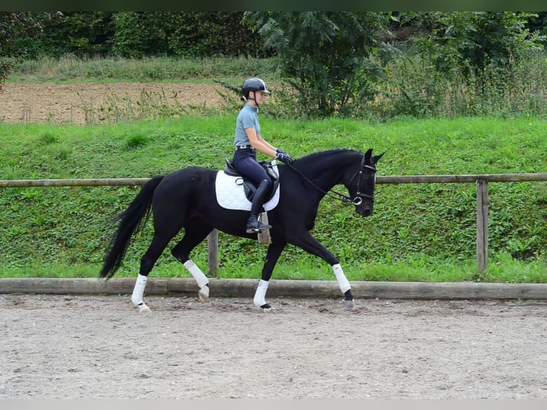 Hannover Giumenta 5 Anni 166 cm Baio nero in Wellheim