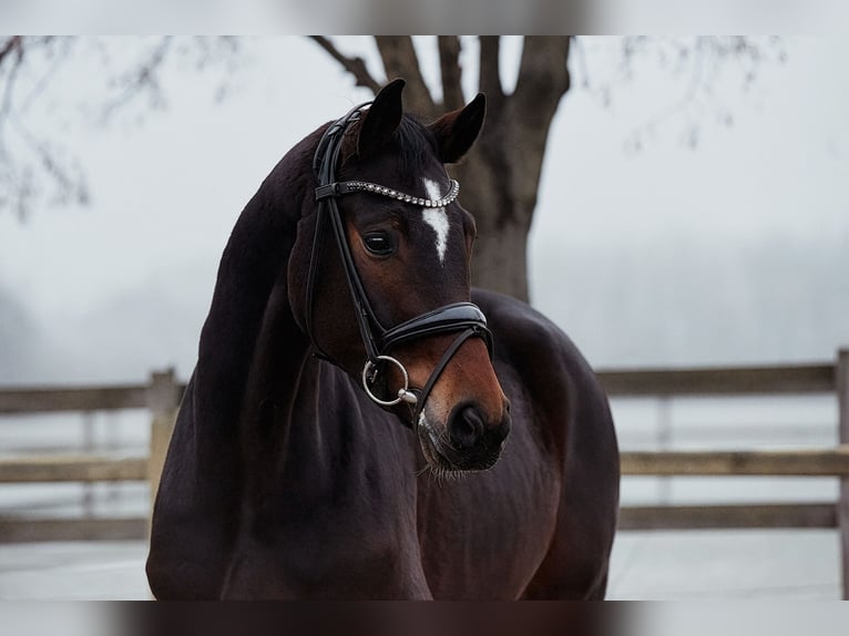 Hannover Giumenta 5 Anni 166 cm Baio scuro in Riedstadt