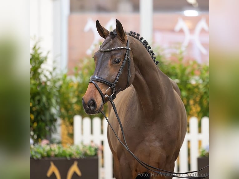 Hannover Giumenta 5 Anni 166 cm Baio scuro in Verden