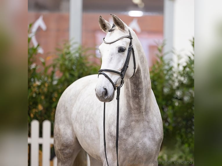 Hannover Giumenta 5 Anni 166 cm Grigio in Verden