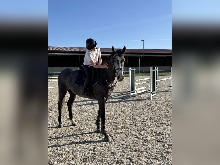 Hannover Giumenta 5 Anni 166 cm Leardo in Worms