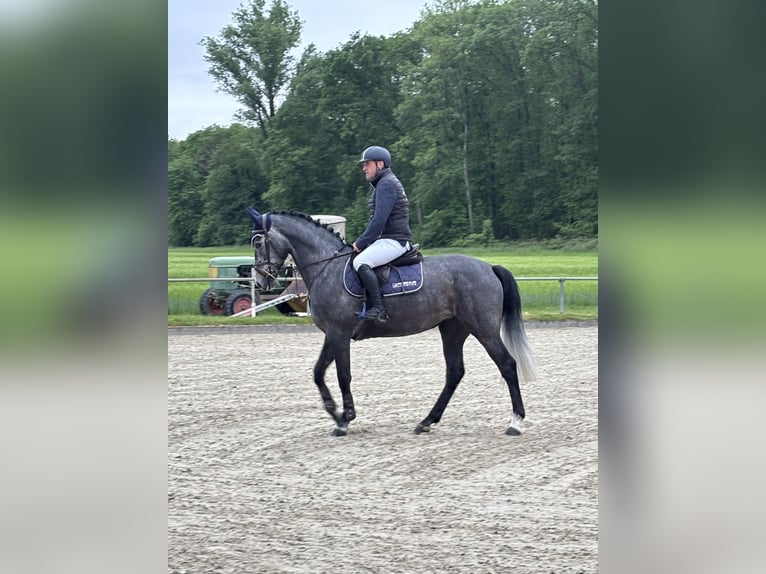 Hannover Giumenta 5 Anni 166 cm Leardo in Worms