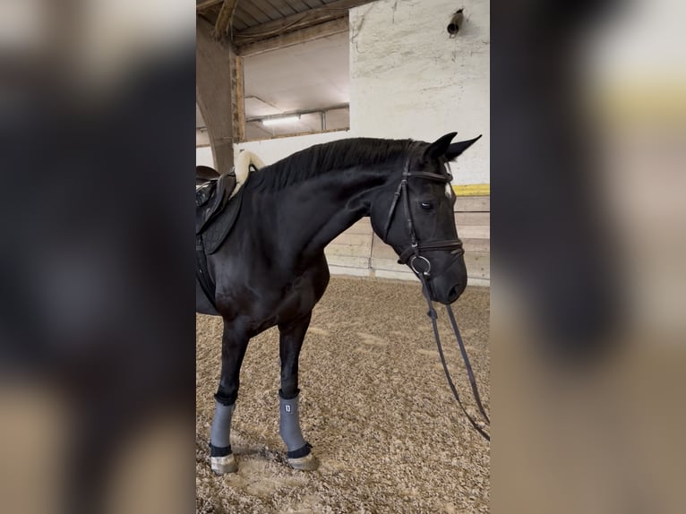 Hannover Giumenta 5 Anni 166 cm Morello in Murrhardt