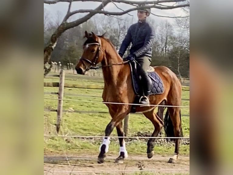 Hannover Giumenta 5 Anni 166 cm Pelle di daino in Ottersberg