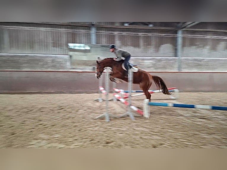 Hannover Giumenta 5 Anni 166 cm Sauro in Regesbostel