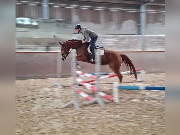 Hannover Giumenta 5 Anni 166 cm Sauro in Regesbostel